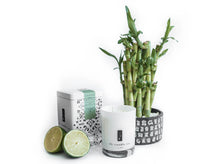 Load image into Gallery viewer, Meditation - Bamboo, Amber and Aloe Soy Candle